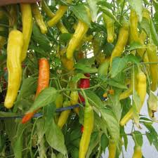 Hungarian Yellow Wax Hot Pepper Seeds – Heirloom Capsicum annuum, Mild to Hot, High Yield, Heat Tolerant, Garden & Container Planting