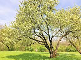 Washington Hawthorn Tree Bare Root 18-24 Inches Crataegus phaenopyrum Small Ornamental Tree
