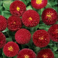Red Burst English Daisy Seeds – 200+ Vibrant Red Blooms – Low-Growing Perennial Flower for Borders, Containers, Pollinator Gardens – Bellis perennis