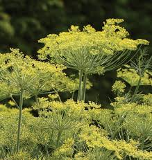 Dukat Dill Seeds 500 Non-GMO Heirloom Herb Seeds for Pickling, Dips & Salads, 2-4 ft Tall, USDA Zones 3-9