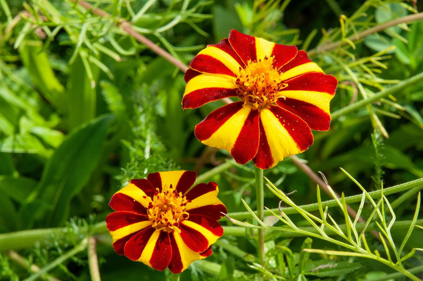 French Marigold Seeds, Court Jester Harlequin, Tall, Vibrant Multi-Color Blooms, Beneficial Pollinator Plant, Non-GMO, Garden & Landscape