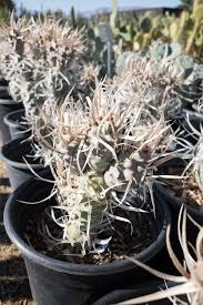 Tephrocactus Weberii Rooted Cuttings – White Thorns Cactus – Rare Collector’s Succulent – Argentinian Desert Plant