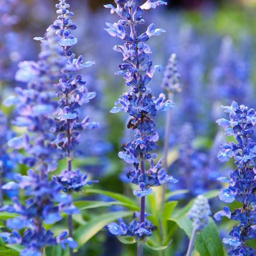 200 Hyssop officinalis Seeds – Perennial Aromatic Herb, Drought-Tolerant Pollinator & Hummingbird Plant