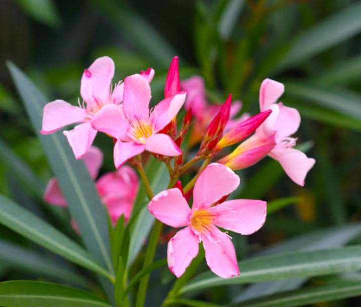 Oleander Pink Live Plant Cuttings – 7" Unrooted Nerium oleander Flowering Shrub for Propagation