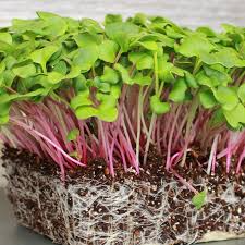 Radish Seeds 80 Triton Purple Stem Raphanus sativus Heirloom Gardening Planting Crisp Purple Harvests