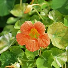 Tropaeolum majus Alaska Apricot Nasturtium Seeds β Variegated Foliage & Peach Flowers for Garden & Containers