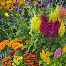 Pampas Plume Mix Celosia Seeds | Colorful Feathery Plumes for Gardens | Celosia argentea | 50-1000 Seeds
