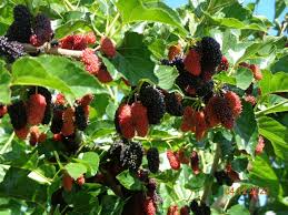 10 Unrooted Pakistan Mulberry Tree Cuttings | Black & Red Sweet Fruits | Grafting & Rooting Scions | Morus alba & Morus nigra