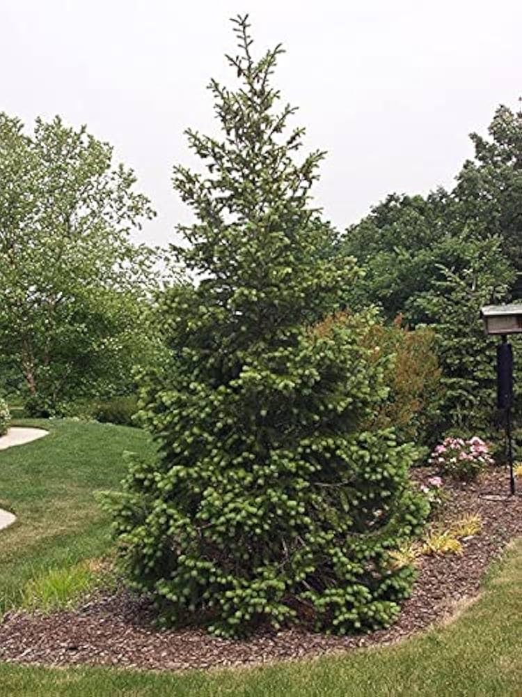 Live Norway Spruce Tree Bare Root 12-18" Picea abies Evergreen for Privacy & Landscaping