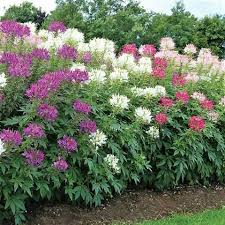200 Cleome Spider Flower Seeds - Mixed Colors, Pollinator Friendly, Non-GMO, Cleome hassleriana Wildflower Seeds