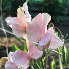 Harvey’s Blush Sweet Pea Seeds – Climbing Vine with Soft Pink Blooms for Trellises, Bouquets & Cottage Gardens – Lathyrus odoratus