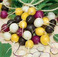 Halloween Mix Radish Seeds β Colorful Heirloom Blend, Fast-Growing Root Vegetable, 500 Seeds