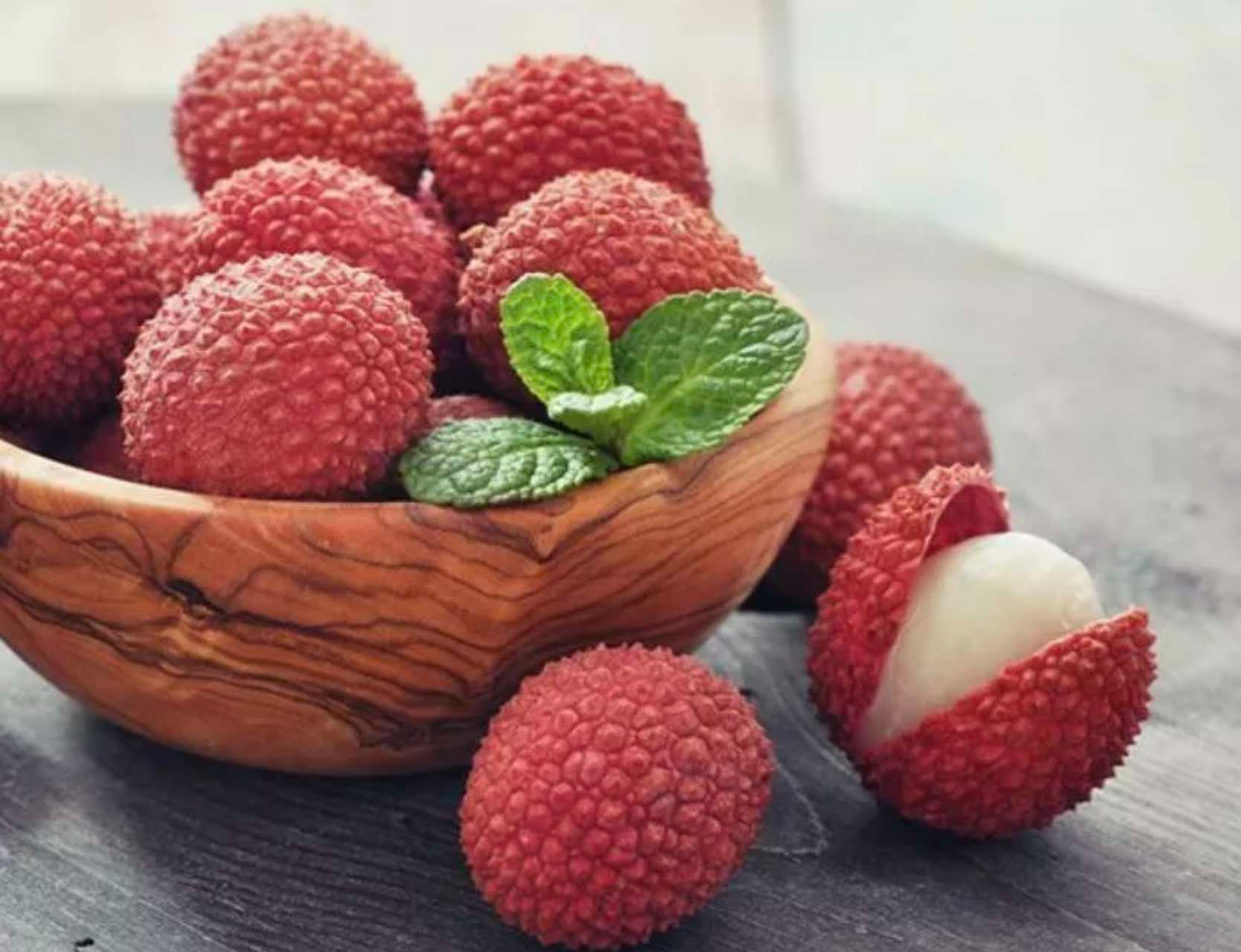 Lychee Tree Starter Plant – 12-24" Rooted Cutting, Tropical Fruit, Sweet Fragrant Litchi chinensis, Ornamental & Edible