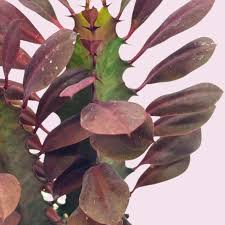 African Milk Tree Cutting 4–8" Euphorbia trigona Succulent Indoor Outdoor Low-Maintenance Plant