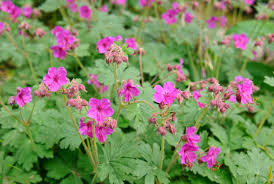 Czakor Geranium Seeds – Groundcover with Magenta-Pink Blooms, Drought-Tolerant Perennial, Geranium macrorrhizum, 25+ Seeds