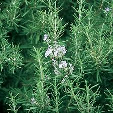 Organic Rosemary Herb Plant - Bare Rooted, Indoor/Outdoor, Rosmarinus officinalis, Culinary & Drought Tolerant Herb