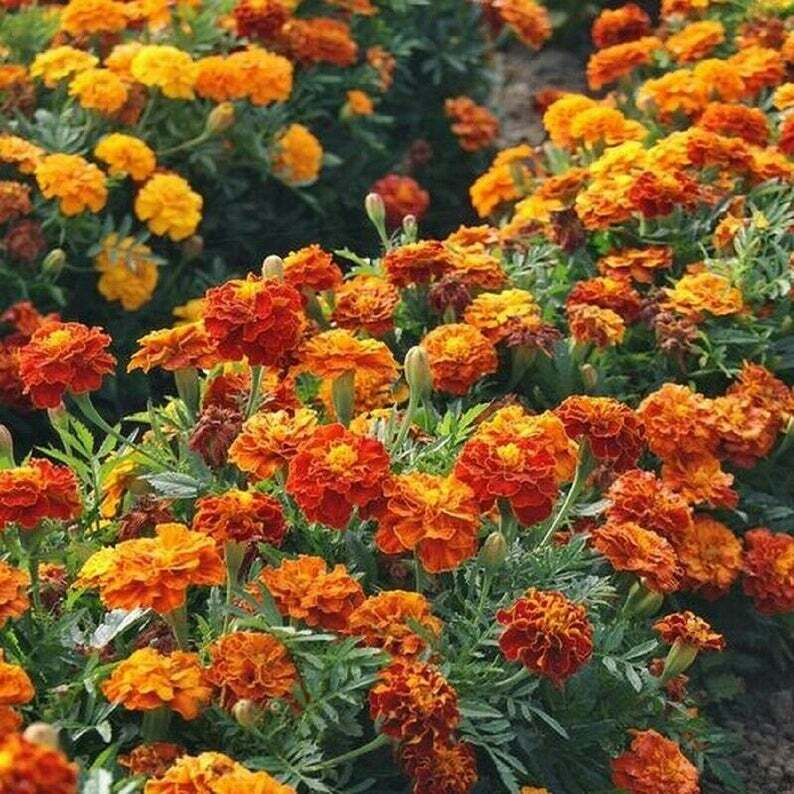 500mg Sparky Mixture Marigold Seeds - Vibrant French Marigolds with Bold Orange & Red Blooms
