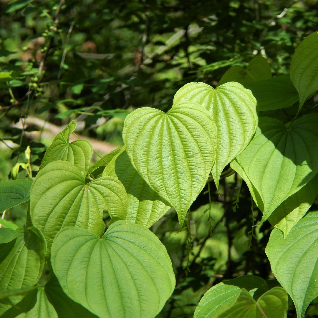 Wild Yam Plants Bare Root 10 Pack, Dioscorea villosa, Organic Perennial Vine for Gardens & Trellises