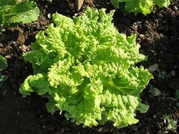 Black Seeded Simpson Lettuce Seeds β Heirloom, Fast-Growing, Tender & Crisp β Lactuca sativa