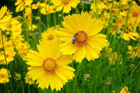 Coreopsis Lance Leaved Dwarf Seeds - Compact Yellow Wildflower, Pollinator-Friendly, Drought-Tolerant, Perennial, USDA Zones 4-9