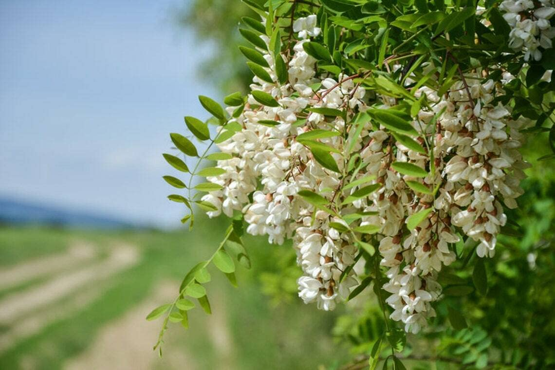 Flowering Black Locust Tree Bare Root Plant 1 Ft Robinia pseudoacacia Fragrant White Pink Flowers Pollinator-Friendly