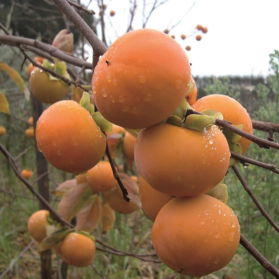 Japanese Persimmon Seeds (Diospyros kaki) - Edible Fruit Tree, Non-GMO, Easy to Grow, Nutritious, Sweet Fruit for Garden or Orchard