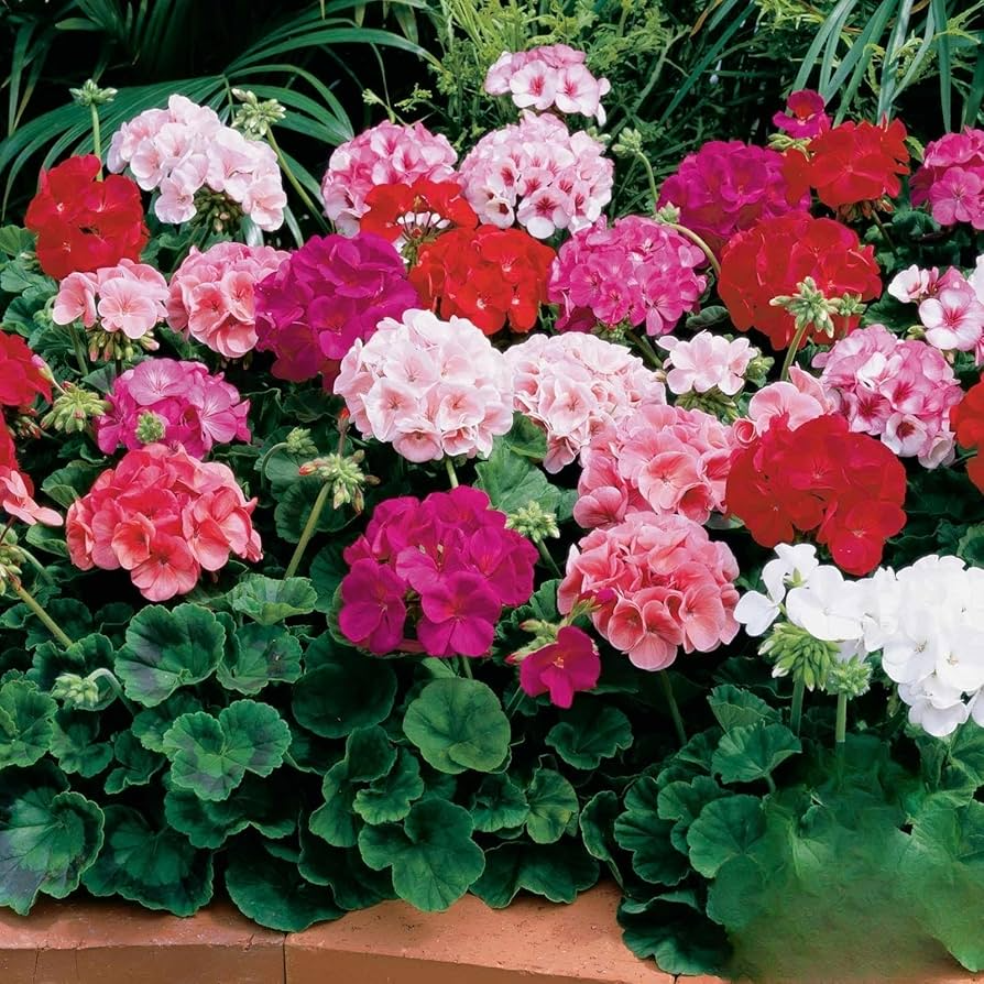 Maverick Mix Geranium Seeds – Vibrant Zonal Pelargonium Seeds for Garden Beds & Containers – 25+ Seeds, USA