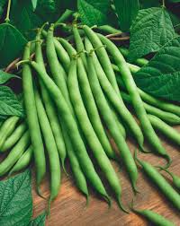 Provider Green Bush Bean Seeds – 5g, High Yield, Early Maturing, Stringless Pods, Garden & Container, Phaseolus vulgaris
