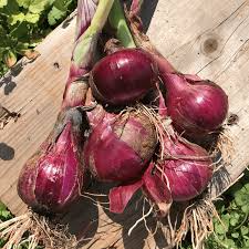 Onion Seeds Southport Red Globe 250mg | Allium cepa Heirloom Red Onion for Gardening & Culinary Use