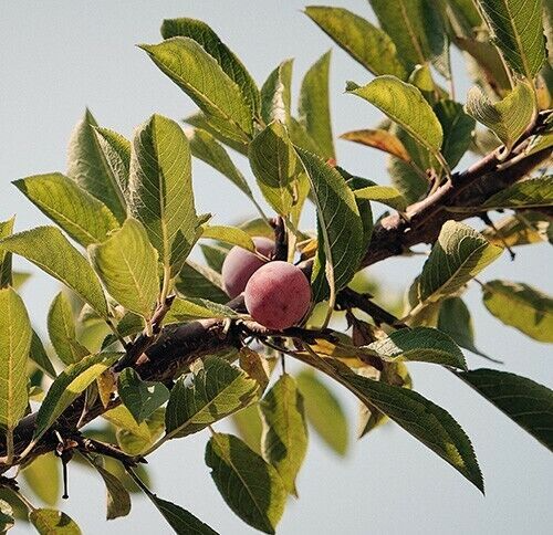 Japanese Ume Plum Cuttings – Fragrant Pink Flowers & Edible Fruits – Prunus mume, Winter-Blooming Tree for Garden