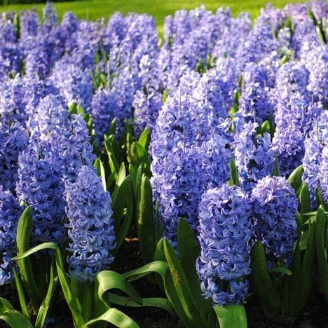 Hyacinth Bulbs 6" Delft Blue Fragrant Perennial Flowers Hyacinthus orientalis Spring Blooming