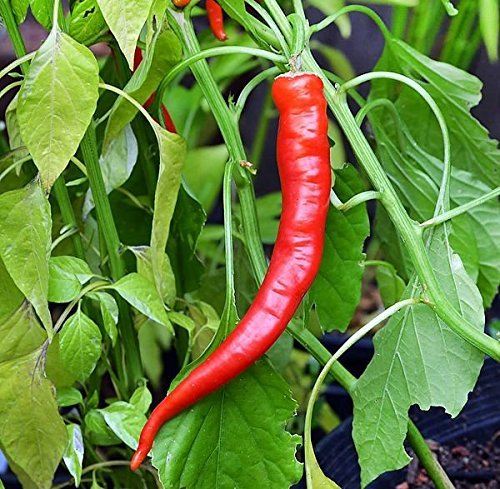 25 Cowhorn Pepper Seeds – Capsicum annuum Heirloom Spicy Long Curved Hot Peppers for Sauces & Cooking