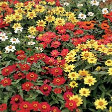 Profusion Mix Zinnia Seeds – 100+ Vibrant Blooming Flowers in Orange, Yellow, Coral, Cherry & White – Compact Annual Garden Flower