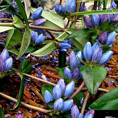 Gentiana Andrewsii Seeds - 750 Pack, Native Blue Wildflower, Pollinator-Friendly Perennial for Gardens & Meadows