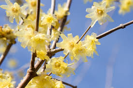 Wintersweet Tree Seeds – Chimonanthus praecox – Fragrant Winter Blooms, Ornamental Cold-Season Tree, 10 Seeds for Planting