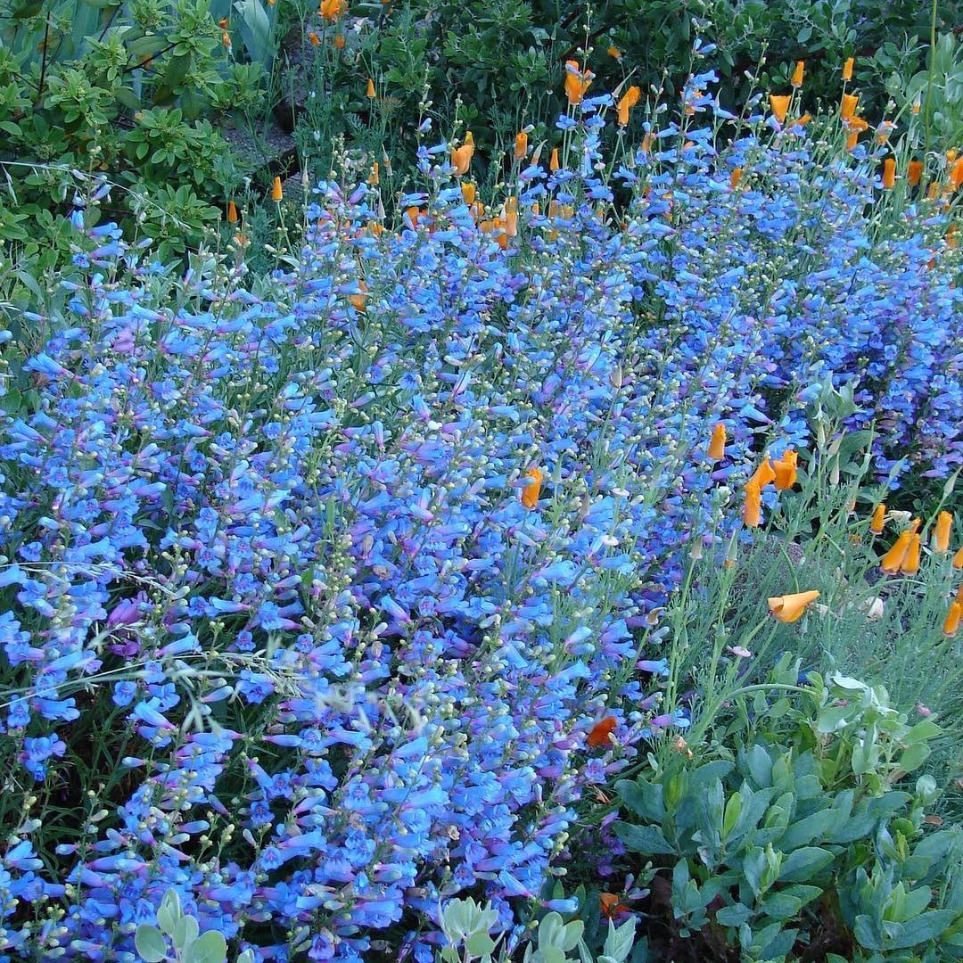 Penstemon Cyaneus Seeds – Blue Beardtongue Wildflower for Pollinator Gardens & Landscapes, Drought-Resistant Perennial Planting