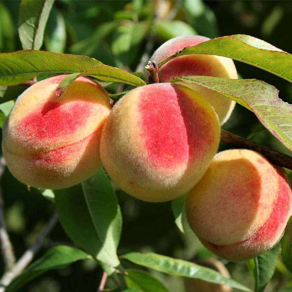 Prunus Persica California Peach Cuttings – 7 Live 6-Inch Organic Fruit-Bearing Plants for USDA Zones 5-9
