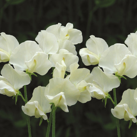 Cathy Sweet Pea Seeds – 50+ Pure White Blooms – Climbing Vine for Trellises, Weddings & Borders – Lathyrus odoratus