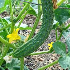 20 Seeds Suyo Long Cucumber - Heirloom, Burpless, Sweet, Crisp, Cucumis sativus