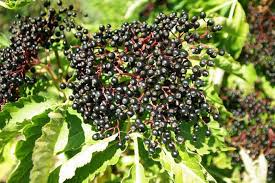 European Black Elderberry Seeds - Sambucus nigra, Edible Fruit, High Yield, Garden Starter, Tree, Herb, USDA Zones 4-8