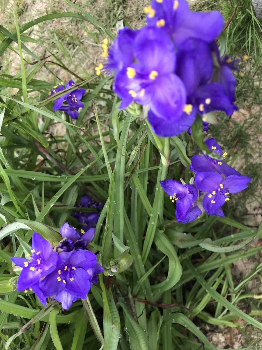 25 Spiderwort Plants Bare Root Rhizomes - Tradescantia Perennial with Purple Flowers for Gardens