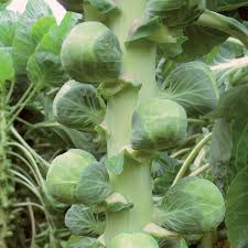 Nautic F1 Brussels Sprouts Seeds – High-Yield Hybrid, Cold-Hardy, Disease-Resistant, Green, for Fall & Winter Harvest