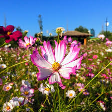 Cosmos Picotee Seeds – 1g, White Petals with Pink Edges, Annual Wildflower, Pollinator Friendly, Cottage Garden Favorite, Cosmos bipinnatus