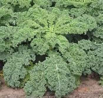 Dwarf Siberian Kale Seeds – Brassica oleracea – Nutrient-Rich Greens for Cooking & Salads, Cold-Hardy, Organic, Non-GMO