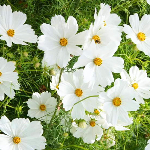 Cosmos Purity Seeds – 1g, White Blooms, Annual Wildflower, Cottage Garden, Pollinator Friendly, Cosmos bipinnatus