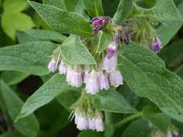 Russian Comfrey Unrooted Cuttings - Bocking 14 Cultivar, Symphytum x uplandicum, Organic Fertilizer, Herb, Easy to Grow Starter