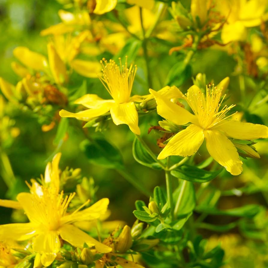 1000 Seeds Great St. John's Wort Hypericum Perforatum Yellow Herb Perennial Non-GMO Easy-Grow for Gardens