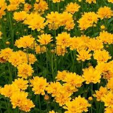 100 Seeds Lance-Leaf Coreopsis Sunburst Perennial Wildflower Tickseed Non-GMO Bright Yellow Flowers