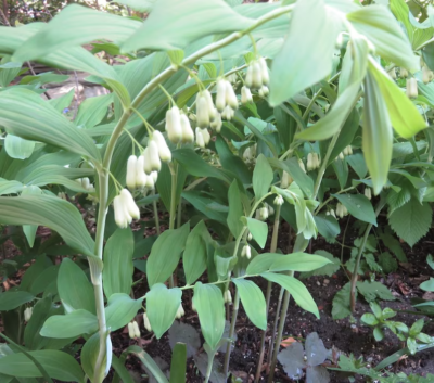 10 True Solomon's Seal Plants (Polygonatum biflorum) Bare Root - Shade-Loving Perennials for Woodland Gardens