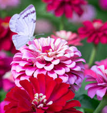 100 Seeds Zinnia Ice Queen Bi-Color Pink White Flowers Pollinator-Attracting Non-GMO Garden Bloom Seeds